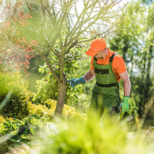 Der Holzjunge Minden – Gartenberatung